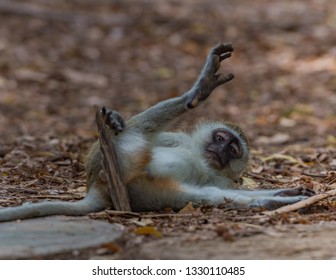Monkey Fallen on the ground