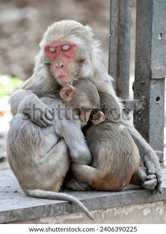 Monkey family. Mother and children. Childhood. Love. 2024