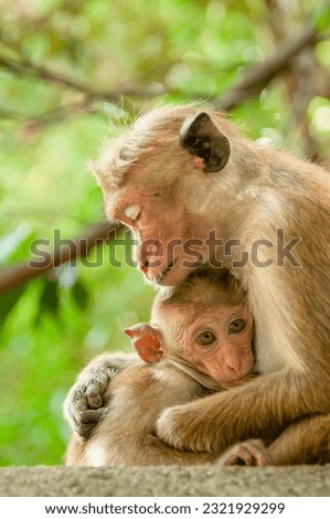 monkey family, nature, wild, animals