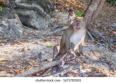 13,760 Monkey beach Images, Stock Photos & Vectors | Shutterstock