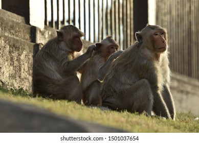 The monkey family in Prang Sam Yot is grooming, cleaning each other.