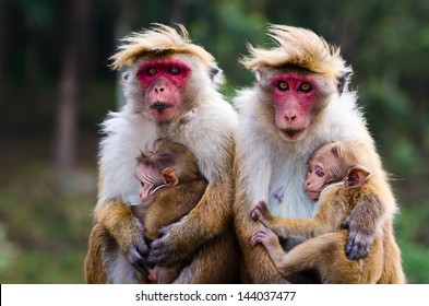 Monkey family with two babies. Red faces macaque (Macaca fuscata).