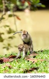 Monkey Feeding On The Ground In The Morning Are Mating.