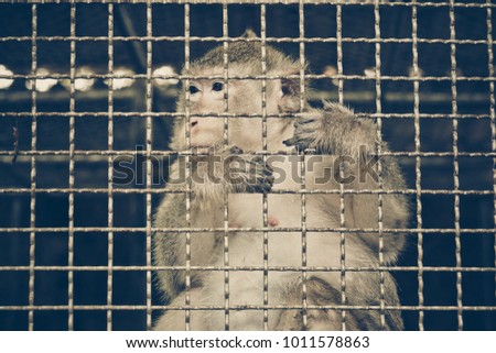 Monkey feeling sad in the cage / Animal rights concept