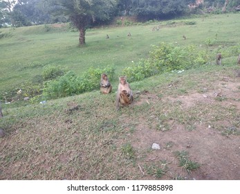 Monkey in field