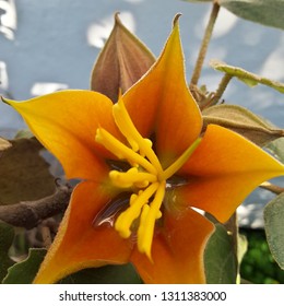 Monkey Flower, Vallejo, Ca