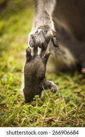 5,397 Monkey fingers Images, Stock Photos & Vectors | Shutterstock