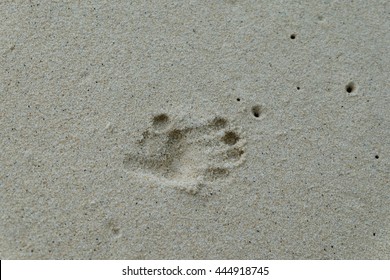 Monkey Footprint