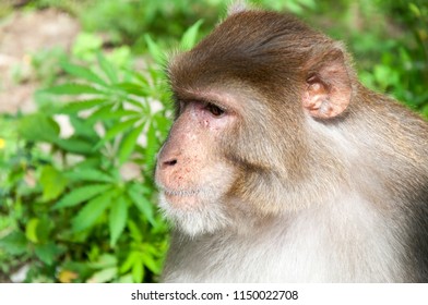 A monkey in the forest 