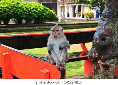 Monkey Forest Bali Zoo Indonesia Stock Photo 1412274188 