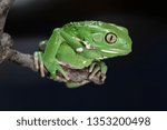monkey frog, phyllomedusa sauvagii