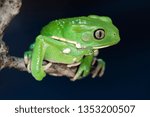 monkey frog, phyllomedusa sauvagii