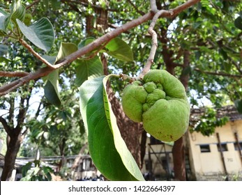 87 Monkey jack fruit tree Images, Stock Photos & Vectors | Shutterstock