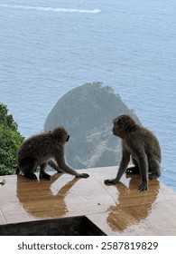 Monkey, funny, couple Monkey, kelingking beach, rain,sea, nusa penida