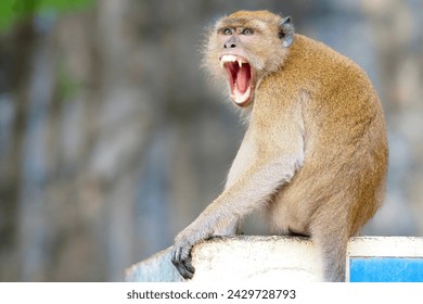 Monkey funny open mouth and showing teeth, crazy, nature, angry,  short hair brown, Grand Bassin, baboon, Rhesus macaque, Gibraltar, Thailand, animal, zoo, safari, pet 