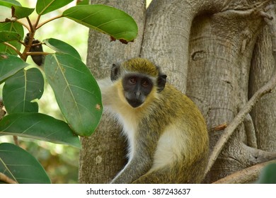 Monkey In Gambia