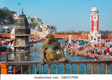 Monkey at Ganges River in Haridwar