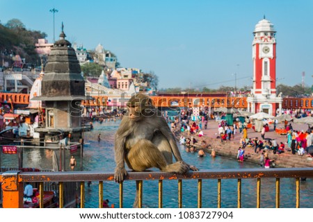 Monkey at Ganges River in Haridwar