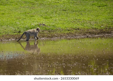 Monkey getting a drink of water in a small pond on the grounds of the ancient ruins of Angkor Wat in Cambodia 