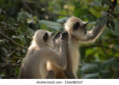 Monkey In Gir Forest National Park