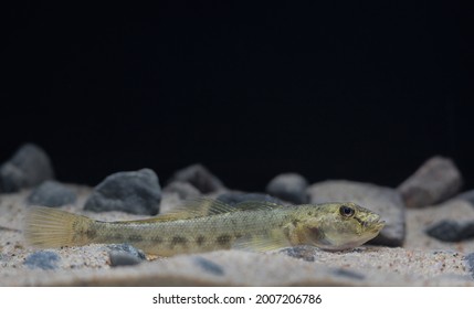 The Monkey Goby (Neogobius Fluviatilis)