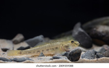 The Monkey Goby (Neogobius Fluviatilis)