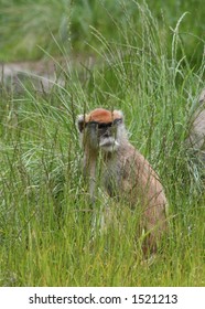 Monkey in grass