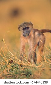 Monkey in grass