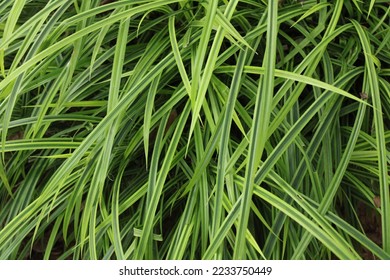 Monkey grass (Liriope spicata) image, close up for background - Shutterstock ID 2233750449