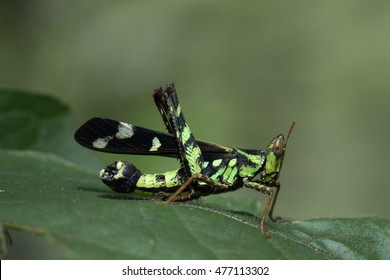 Monkey Grasshopper on the leaf.