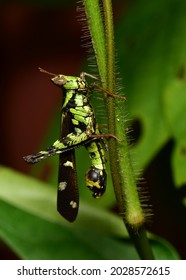 Monkey Grasshoppers Or Erianthus Serratus It Is An Unusual Short-bearded Grasshopper With Very Little Known.