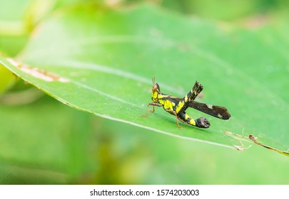 Monkey Grasshoppers On Green Leaf