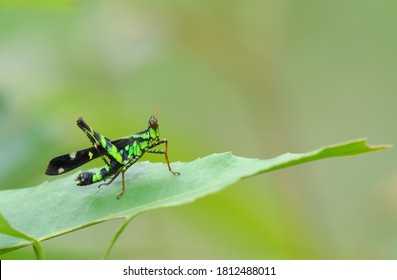 Monkey Grasshoppers On Green Leaf In Nature