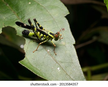 Monkey Grasshoppers Perched On Green Leaves