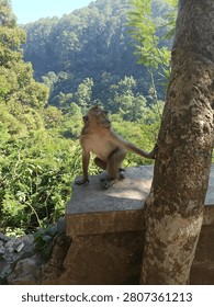 monkey in the green forest, monkey in the tree
