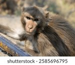 A monkey is growling at the photographer, this picture was captured next to the Chamunda Mata temple on a hill in the forest area near Haridwar in the state of Uttarakhand.