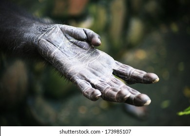 Monkey Hand
