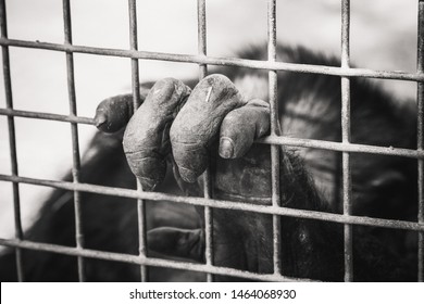 Monkey Hand Holding Cage Stock Photo 1464068930 | Shutterstock