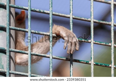 Monkey hand through the cage, closeup. High quality photo.