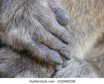 167 Orangutan paw Images, Stock Photos & Vectors | Shutterstock