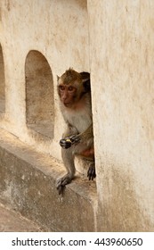 Monkey hiding.