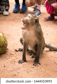 Monkey howling outside of Cambodian temple