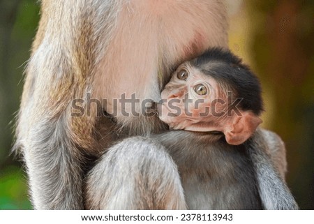 a monkey is hugging and breastfeeding her child. the lap of mother is safest place in the whole world for a monkey kid. Monkey mother nursing her child. 