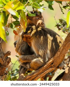 Monkey hugging sleeping on a tree