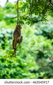 Monkey hung