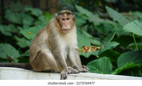 Monkey image from Bannerghatta national park Bangalore. Wildlife sanctuaries in Karnataka. Tourist places in India.