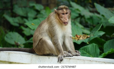 Monkey image from Bannerghatta national park Bangalore. Wildlife sanctuaries in Karnataka. Tourist places in India.