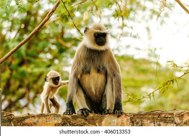 monkey in India