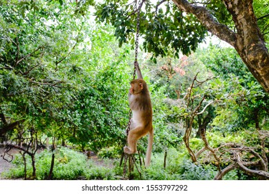 Monkey Island In Nha Trang, Vietnam