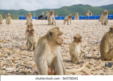 Monkey Island. Thailand.